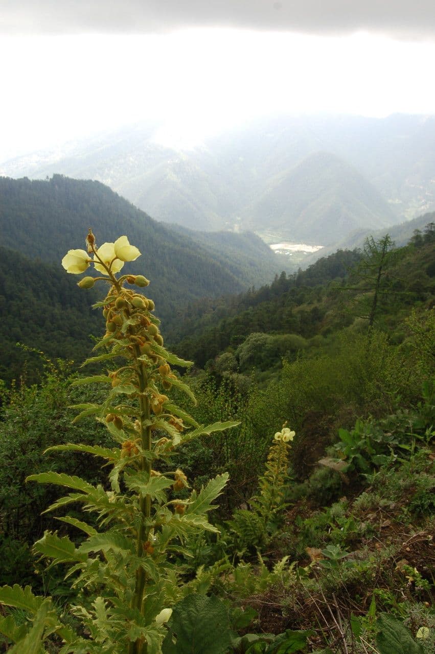 Mekonopsis 5