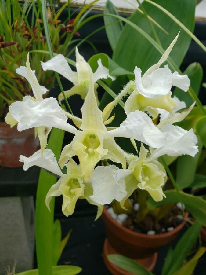 Forbes' Dendrobium