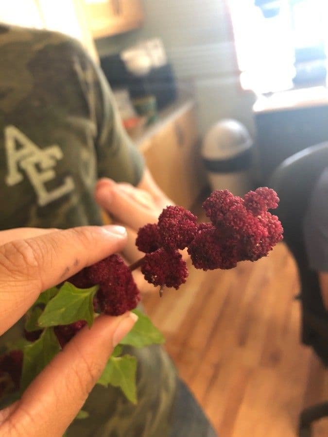 Chénopode rouge 6