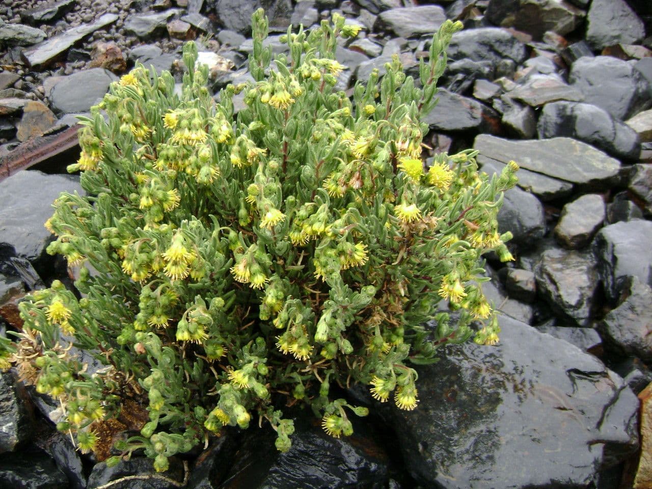Senecio 8
