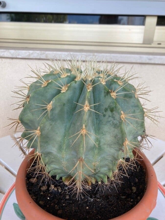Cactus 14