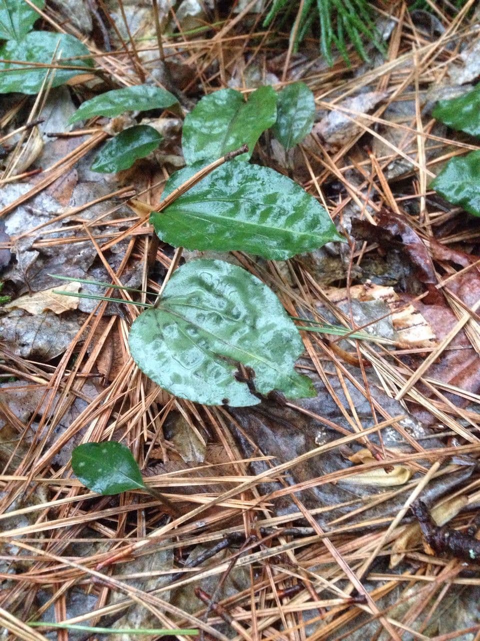 Tipularia discolor 11