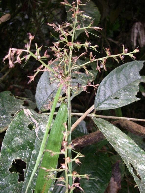 Scleria 15