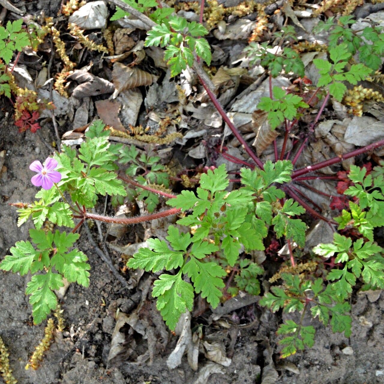 Ruprechtskraut 29