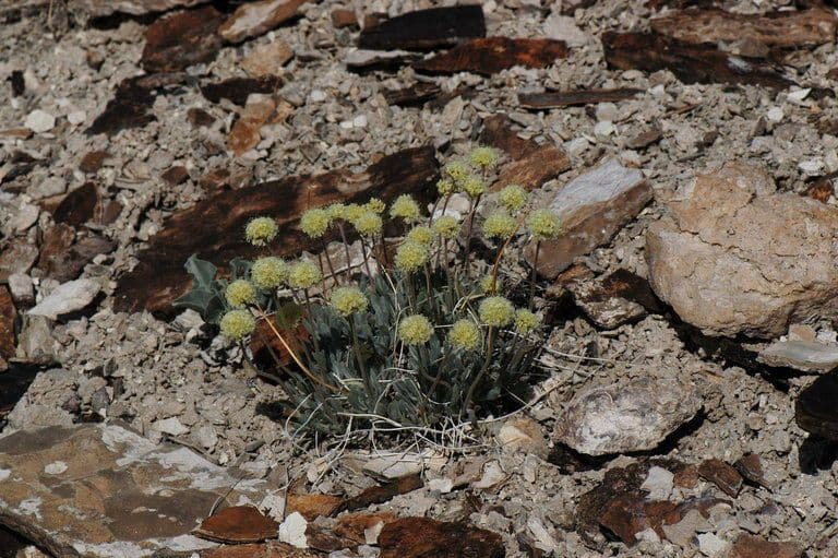 Eriogonum 3