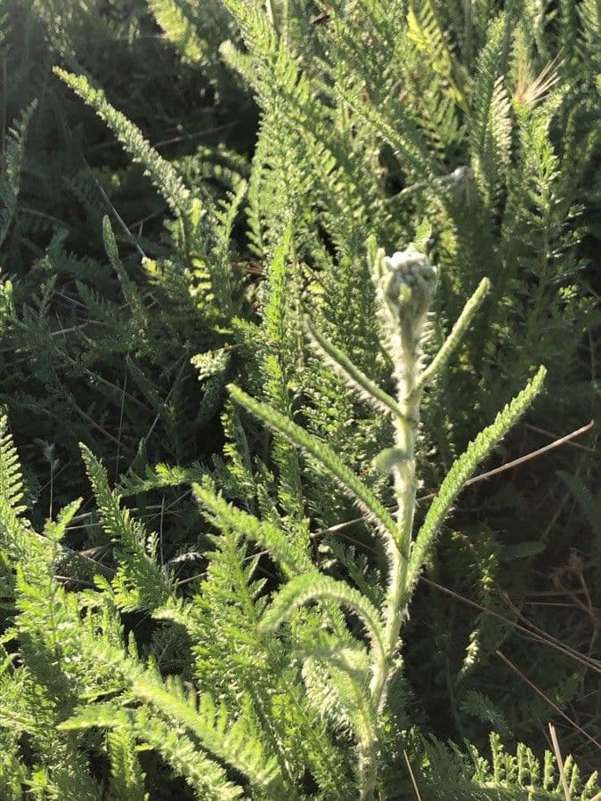 Rebríček obyčajný 13