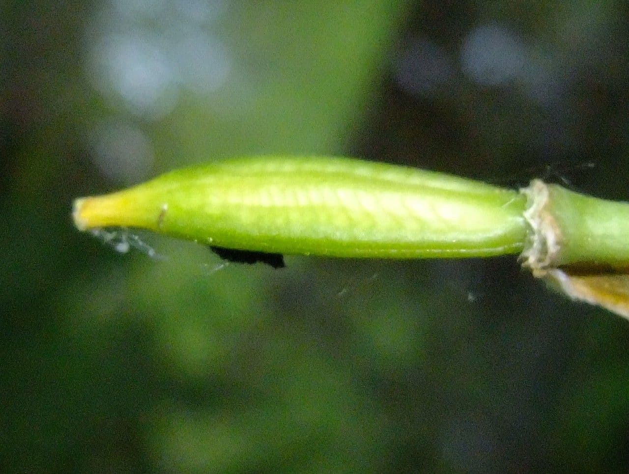 Tulipano selvatico 3