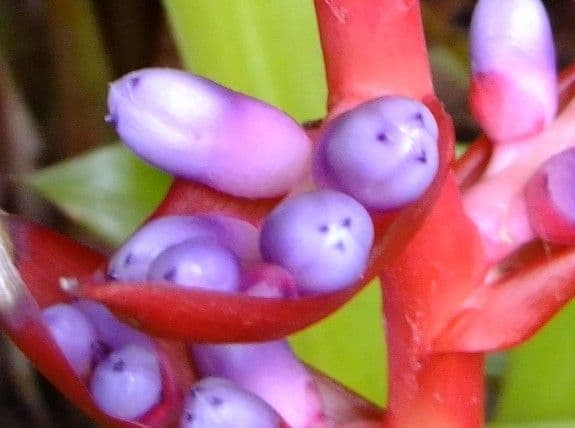 Aechmea 3