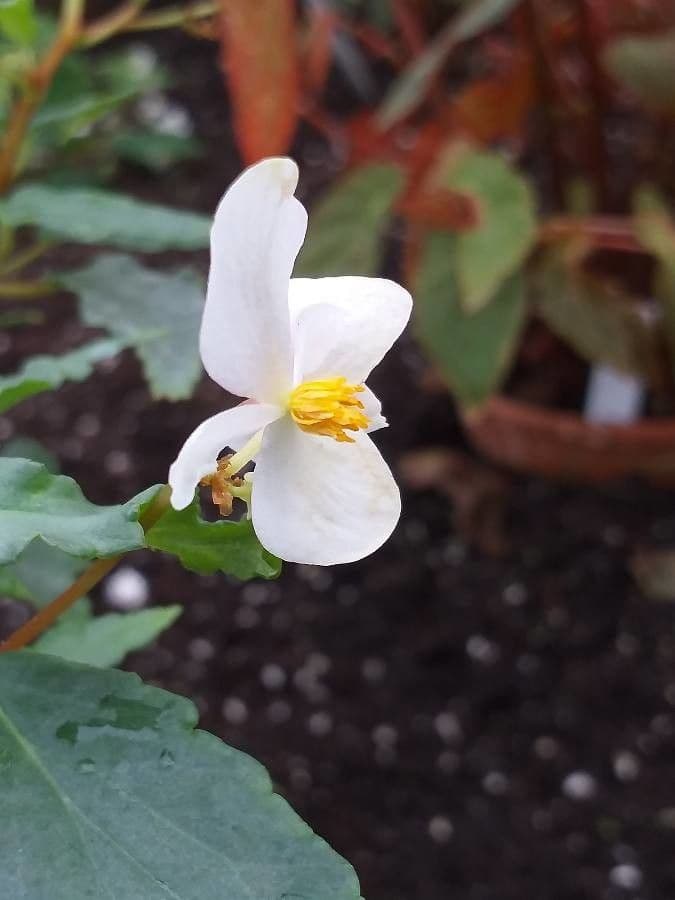 Begonia