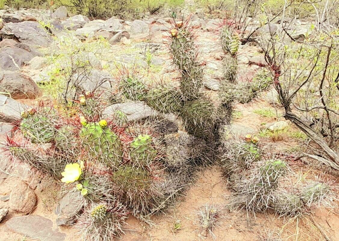 Prickly Pear 7