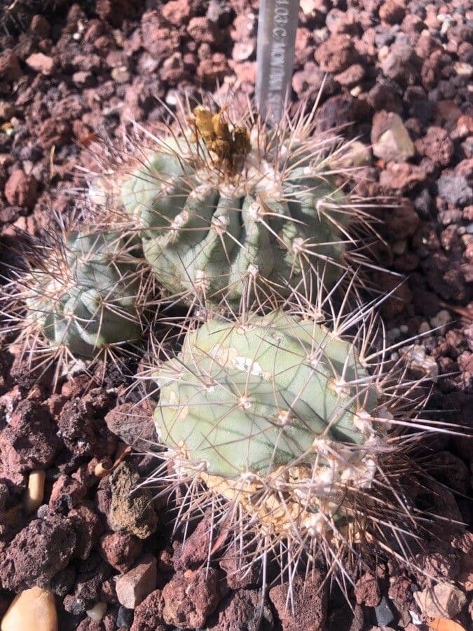 Berg-Kopiapoa 2