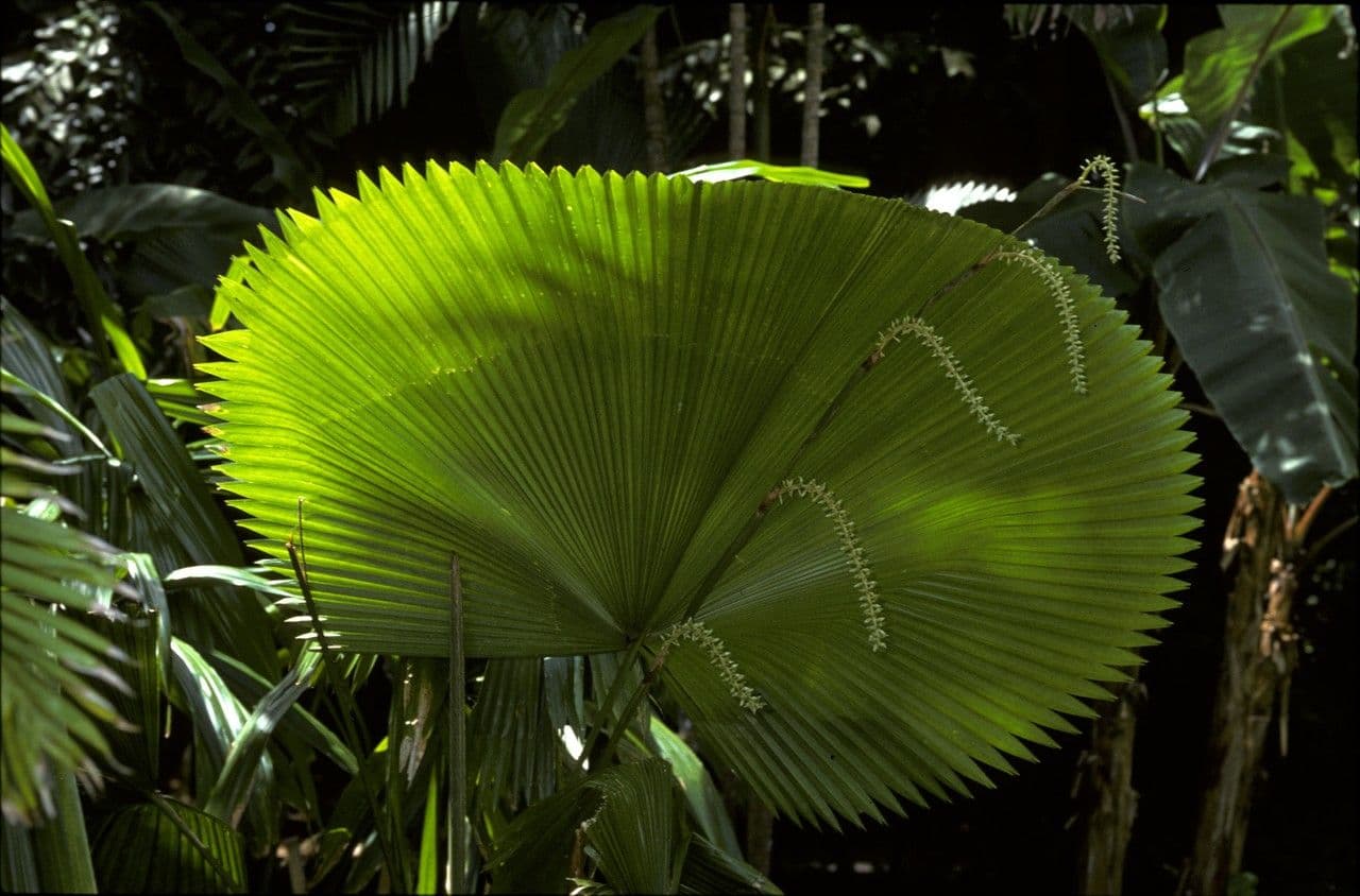 Licuala