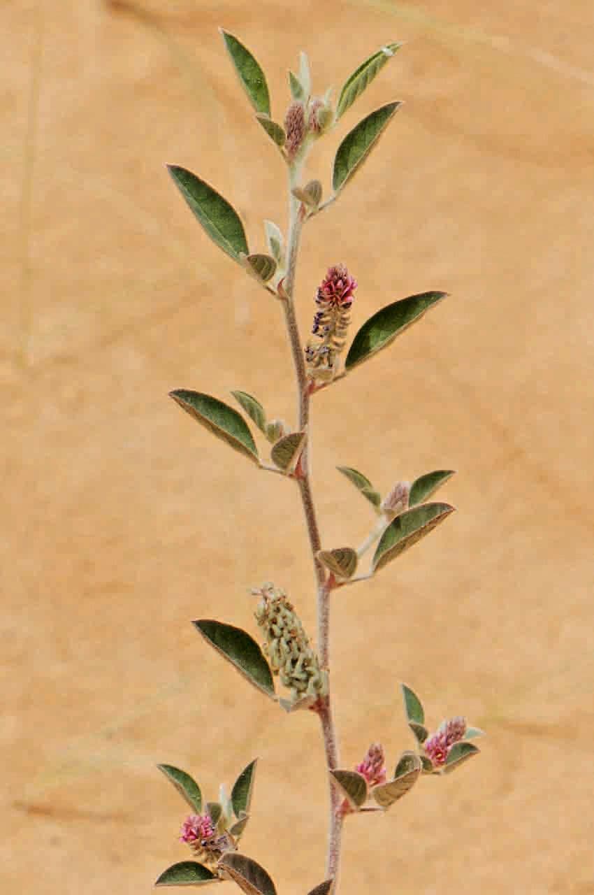 Indigofera diphylla 8