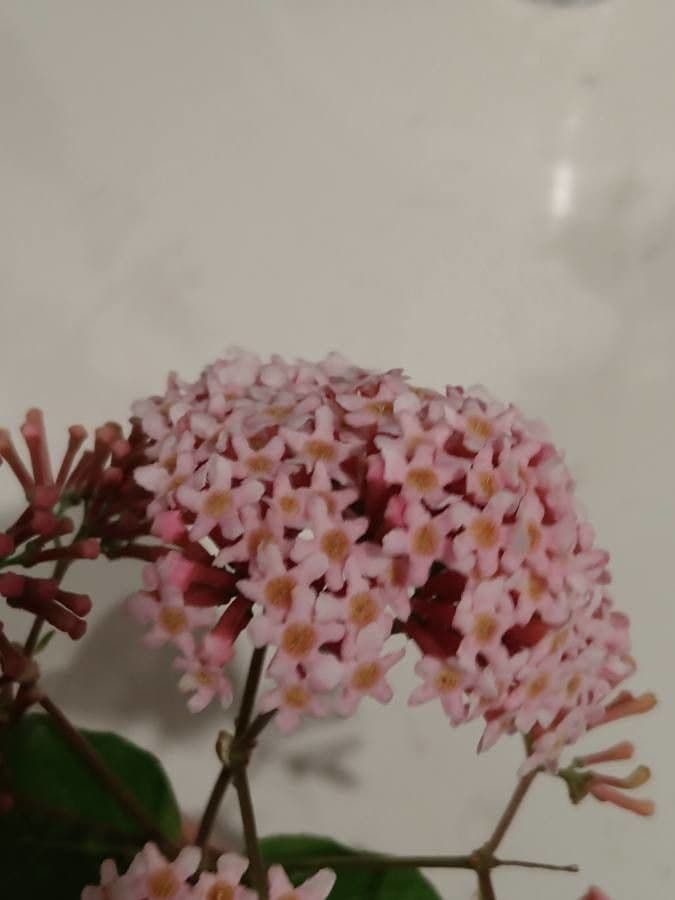 Rogiera