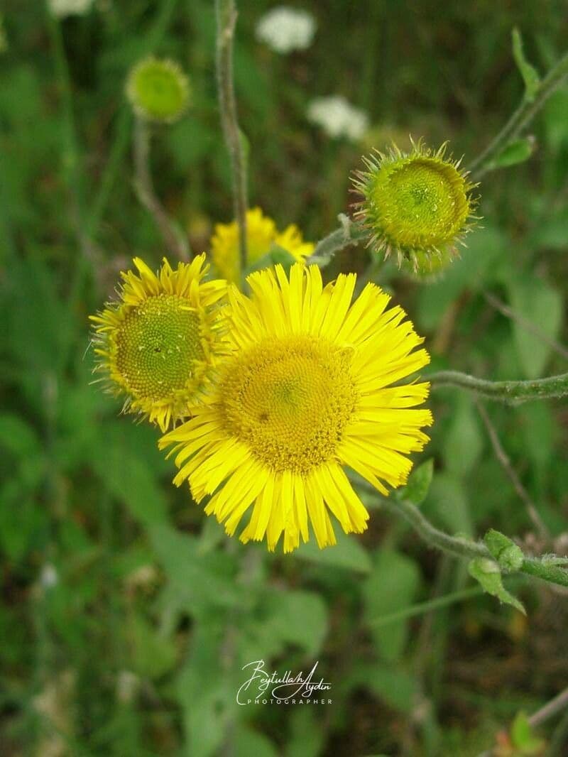 Pulicaria odora 8