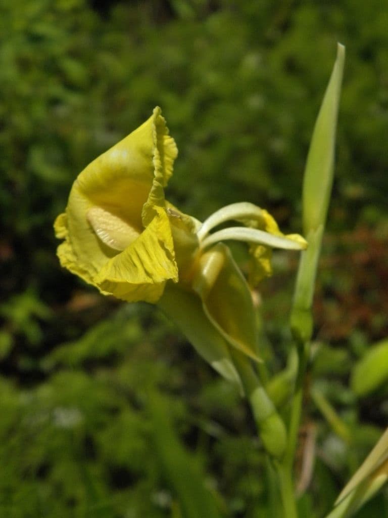 Schlaffe Canna 5