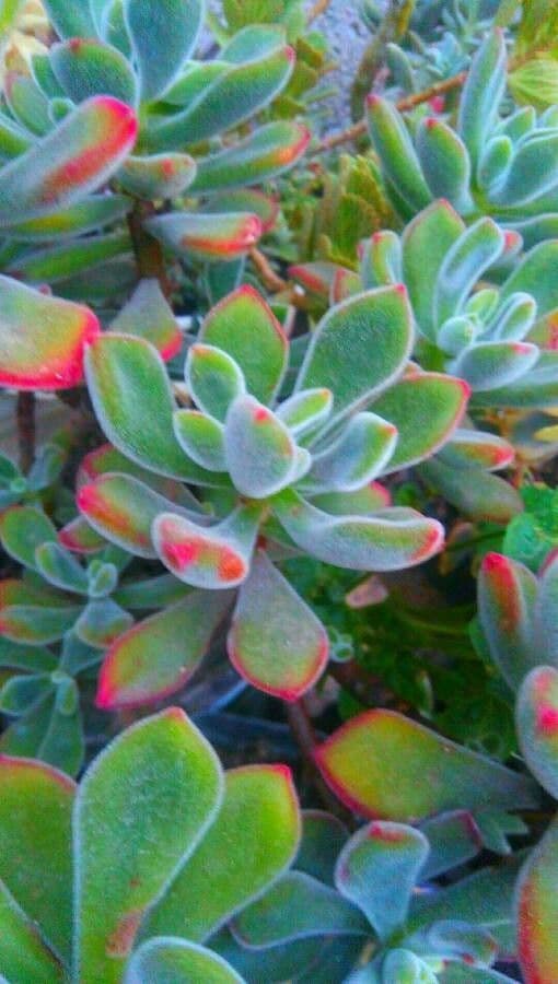 Echeveria 18