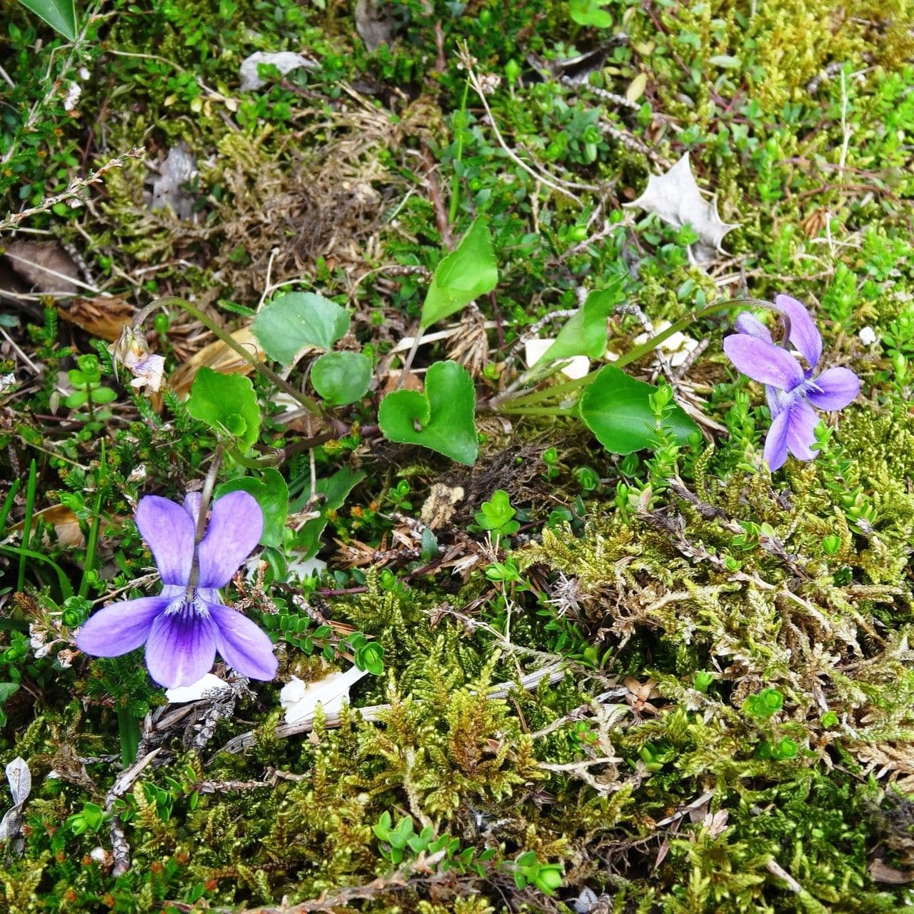 Viola pirenaica 10