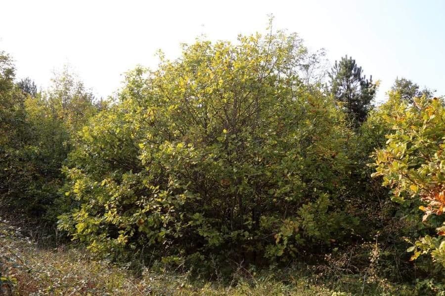Hartwiss-Eiche 3
