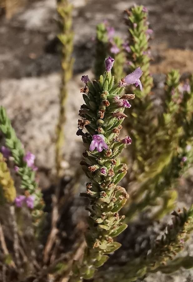 Savorella juliana 2