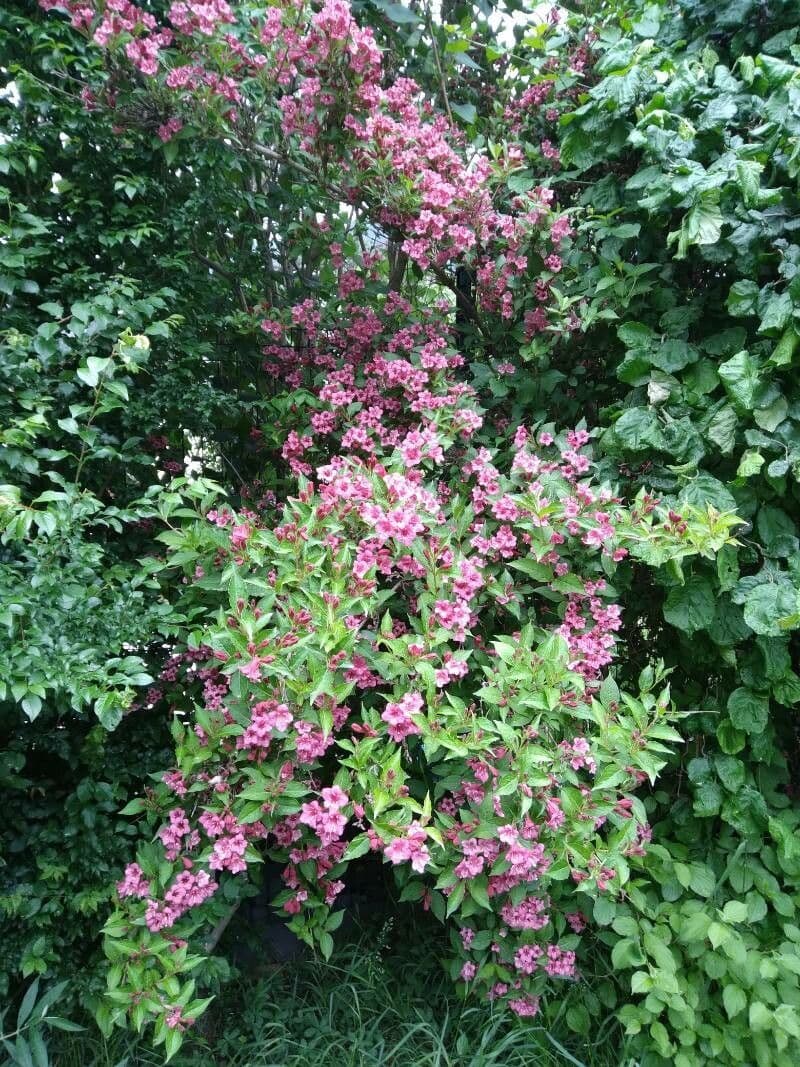 Weigelia florida 15