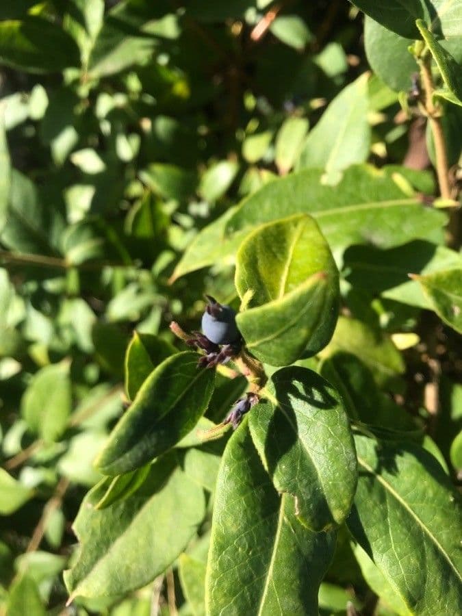 Caprifoglio acuminato 3