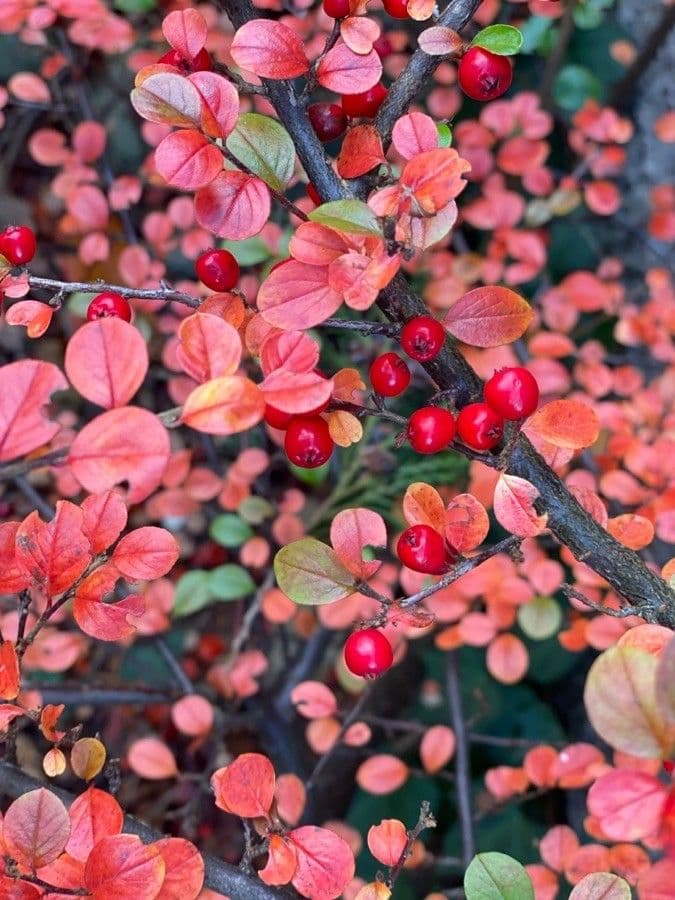 Cotoneaster 19