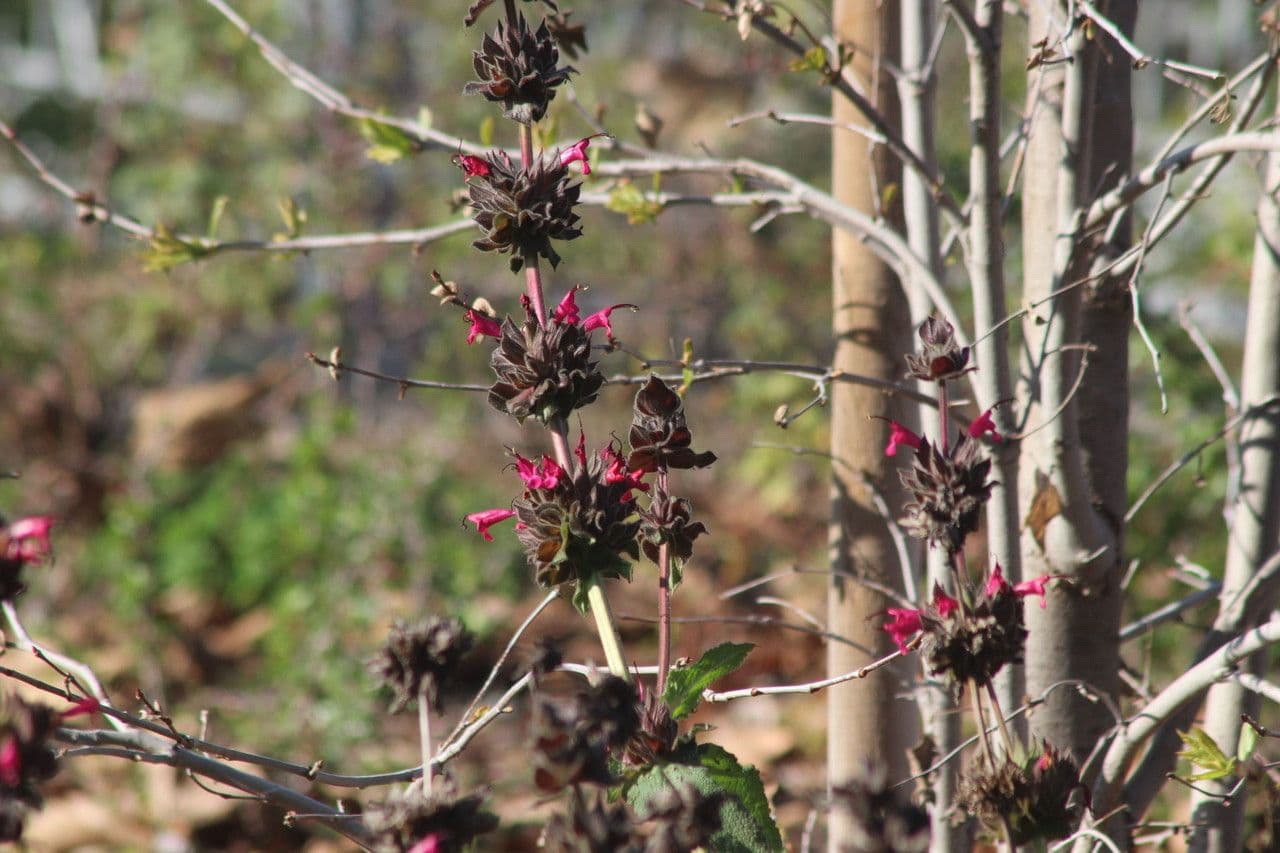 Salvia spathacea 8