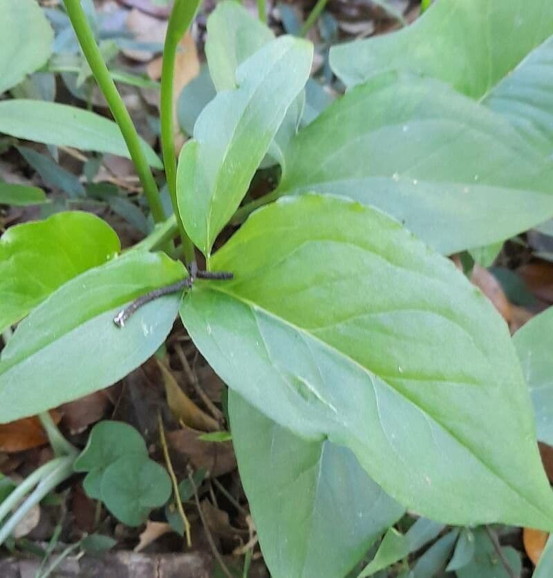 Spathicarpa 6