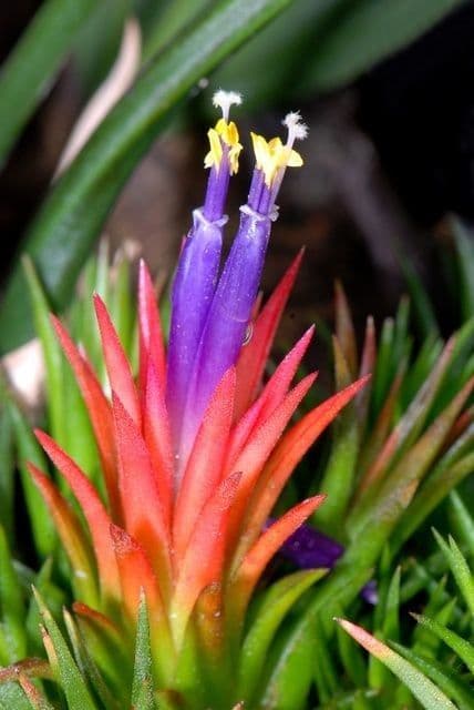 Tillandsia ionantha 5