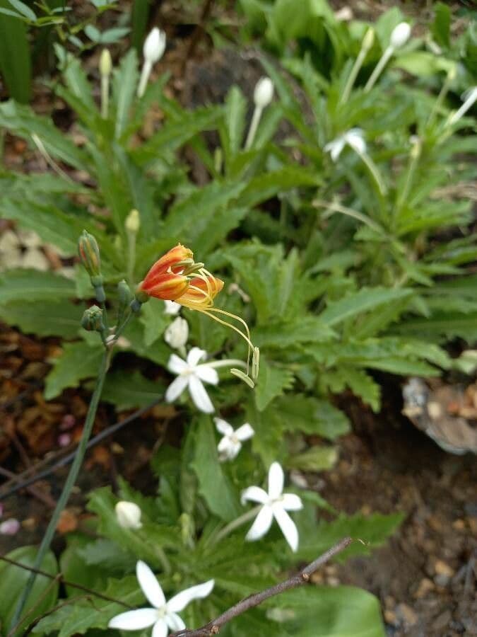 Eucrosia dwubarwna 5