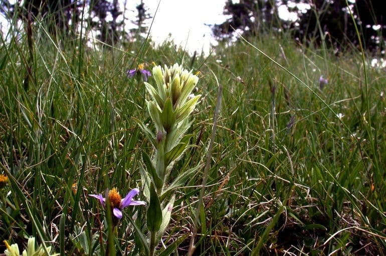 Castilleja