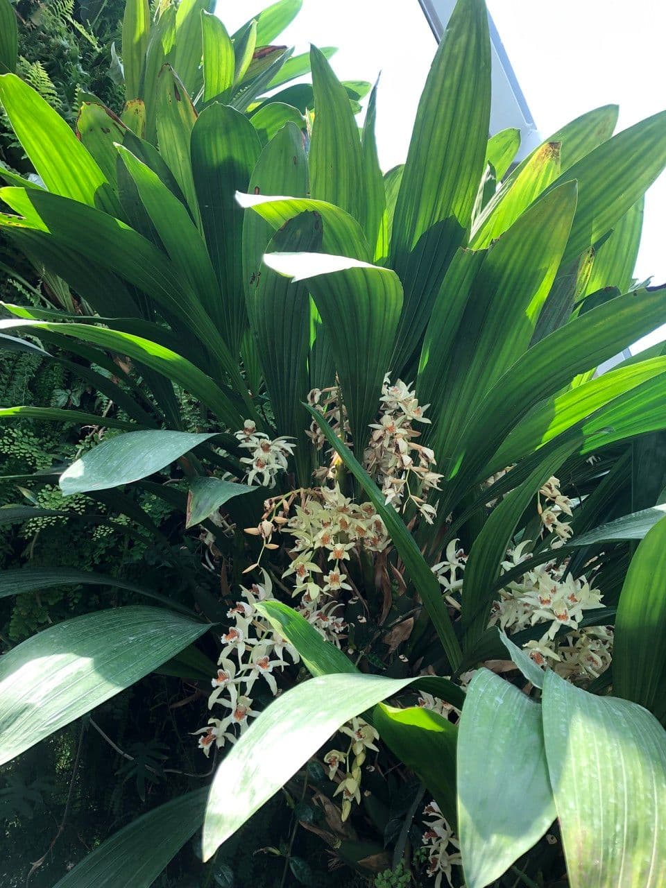 Coelogyne 11