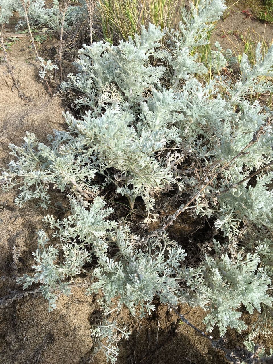 Artemisia pycnocephala 8