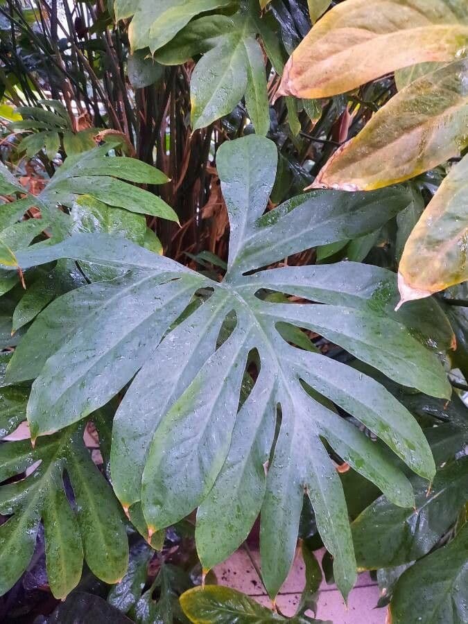 Lasia spinosa 4