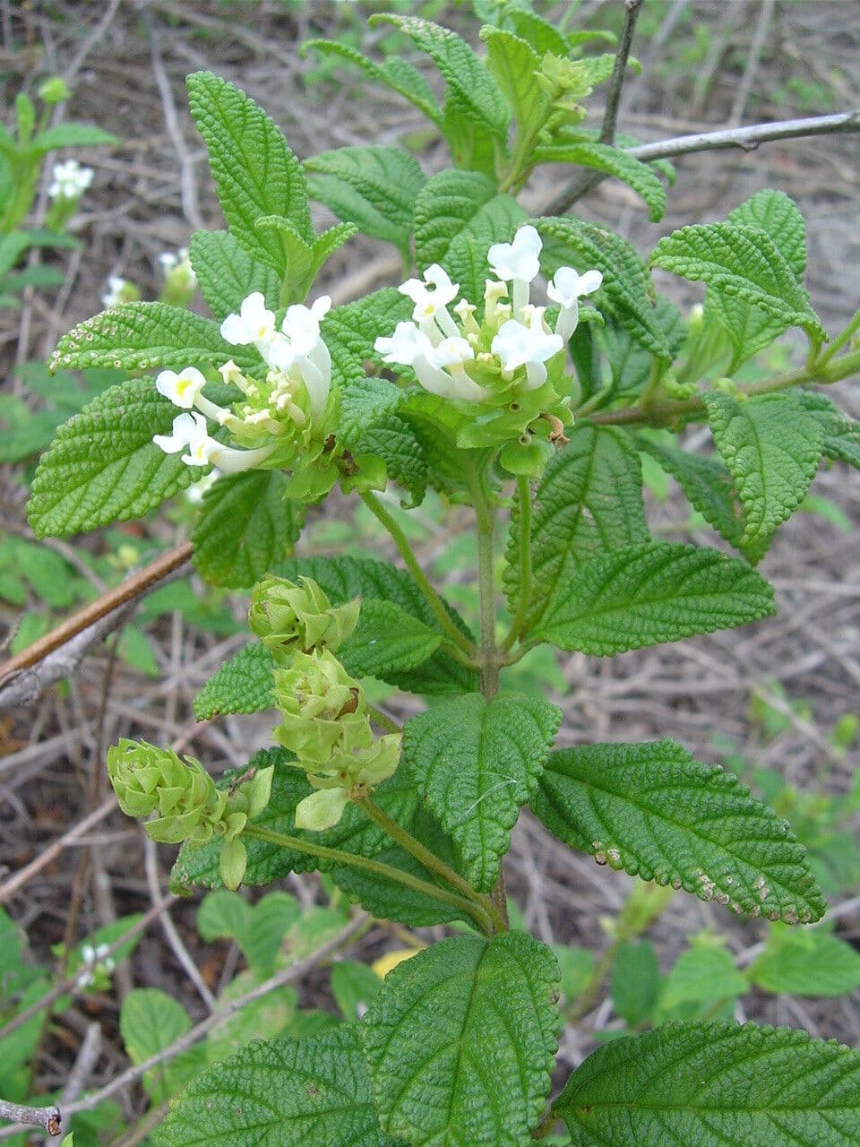Lantana ondulata 8