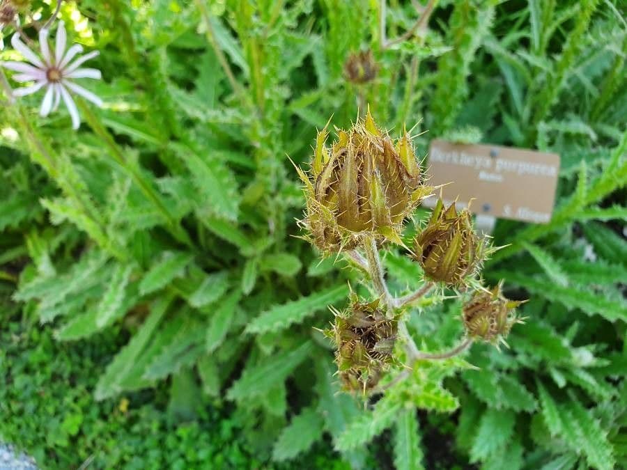 Berkheya purpurea