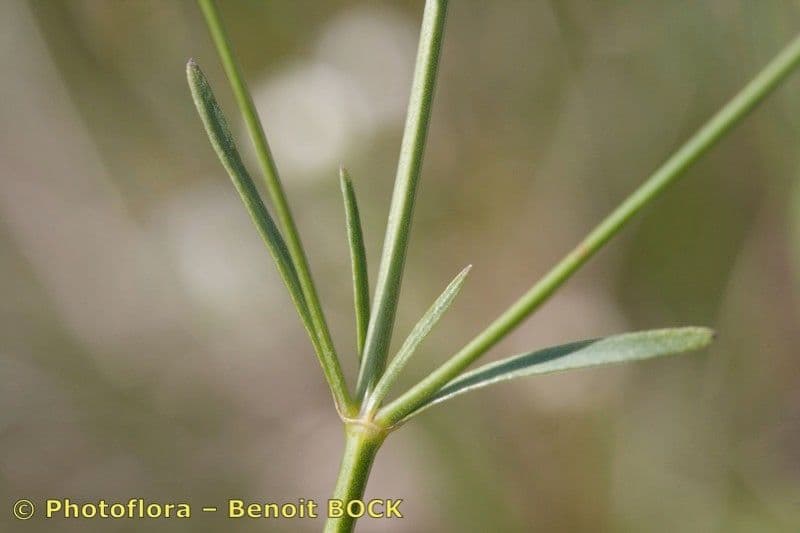 Asprella tintoria 15