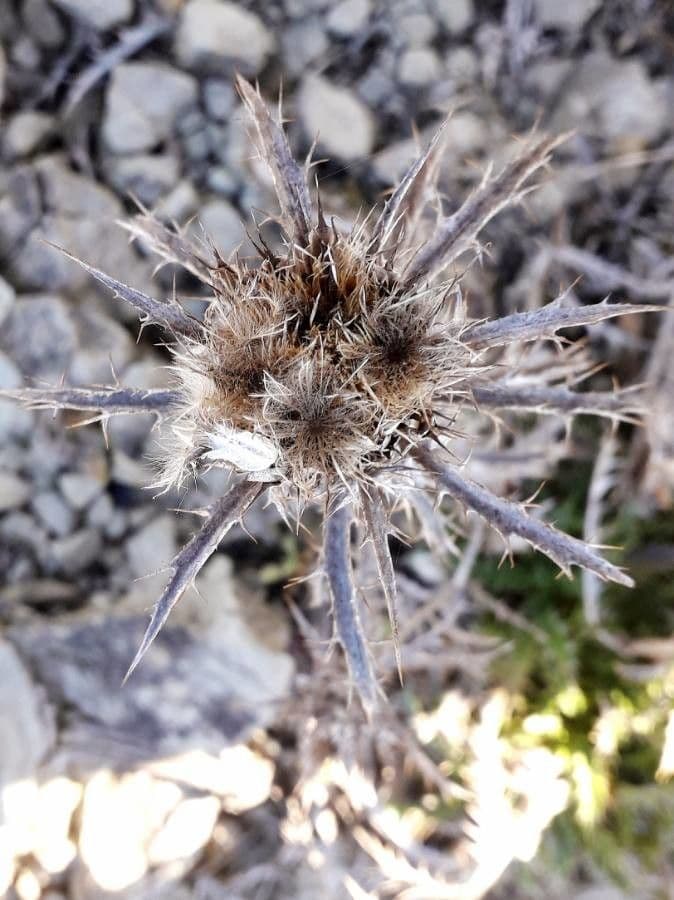 Carlina corimbosa 5