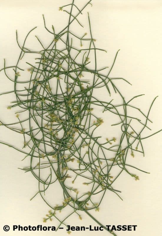 Efedra 23