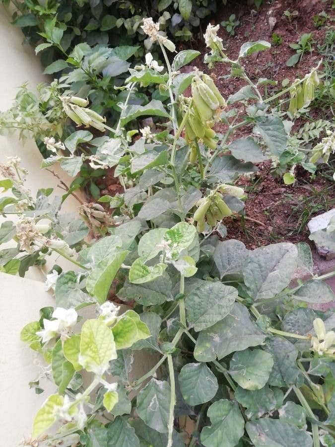 Crotalaria verrucosa 12