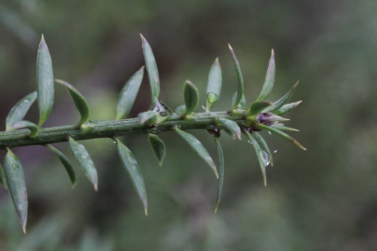 Anden-Pflaumen-Eibe 15