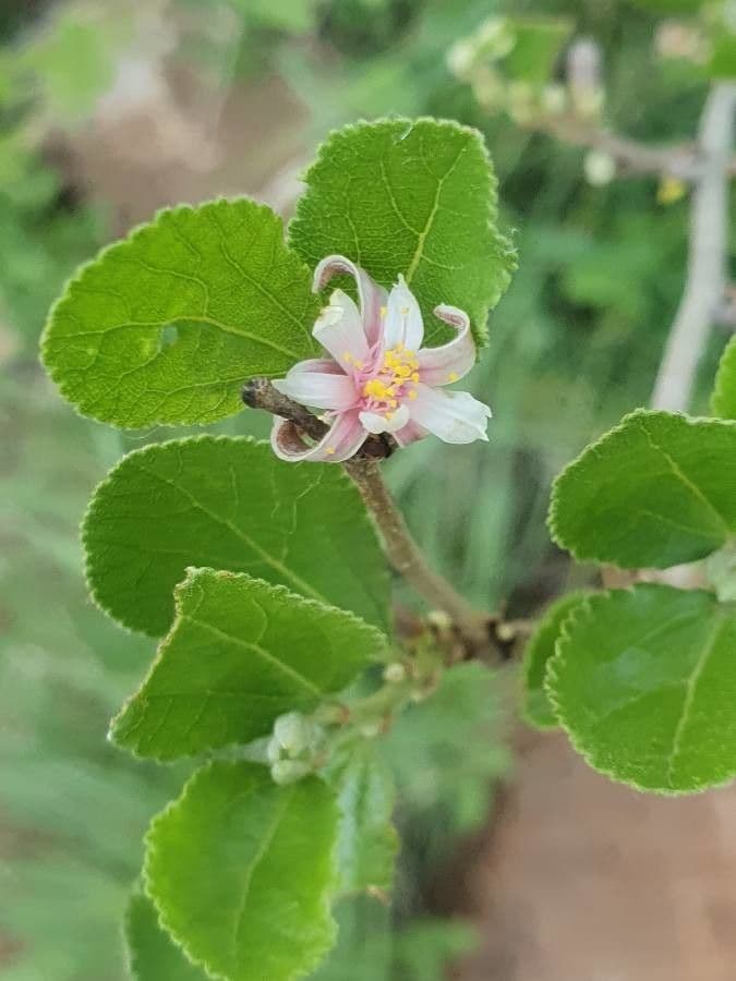 Grewia 4