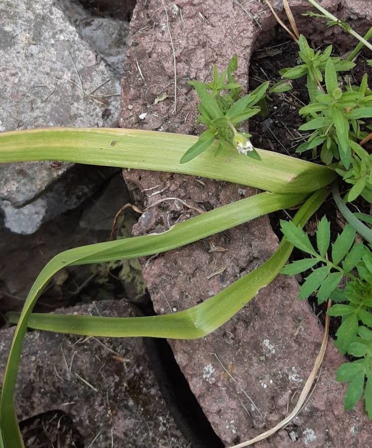 Triteleia laxa 15