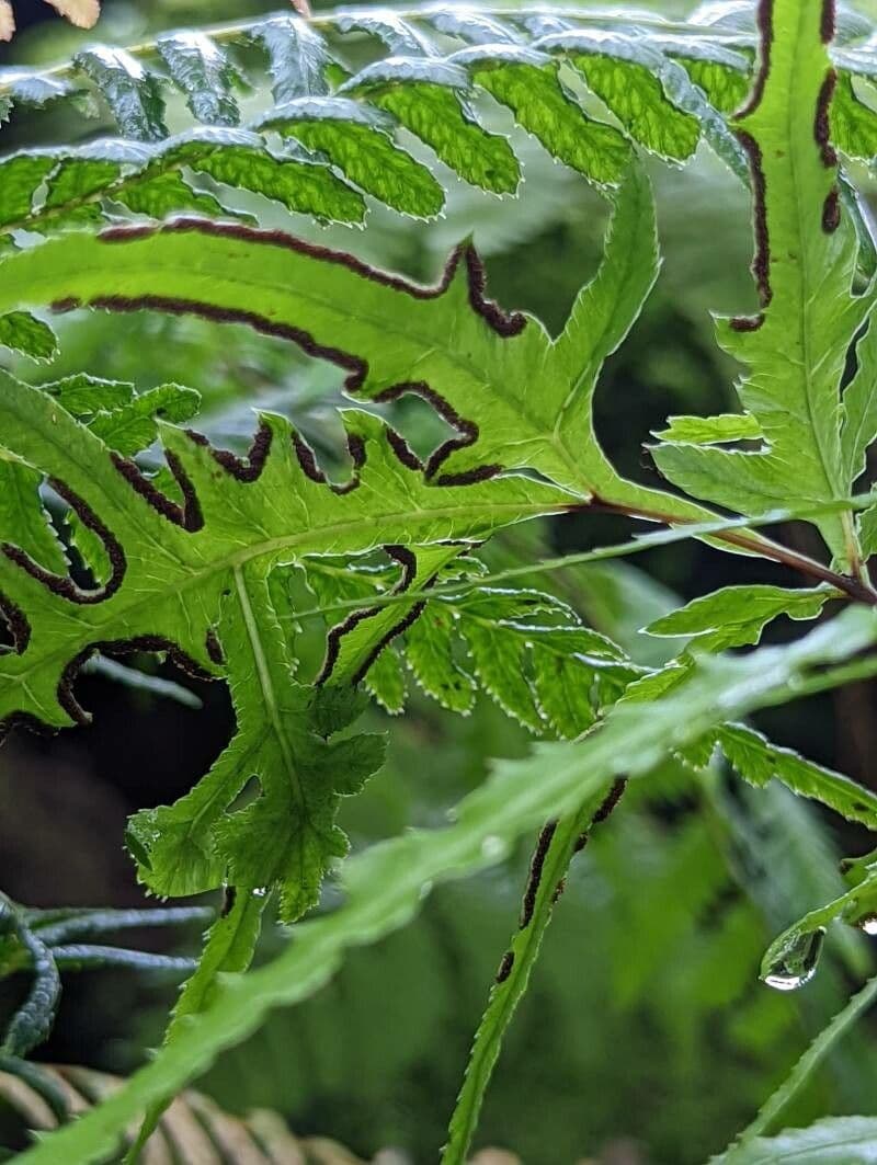 Pteris di Creta 4