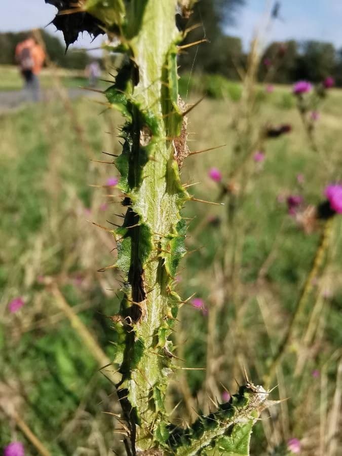 Weg-Distel 24