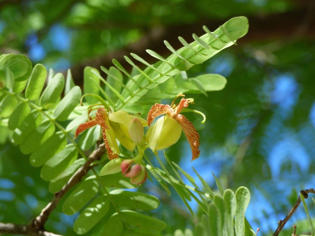 Tamarinde 8