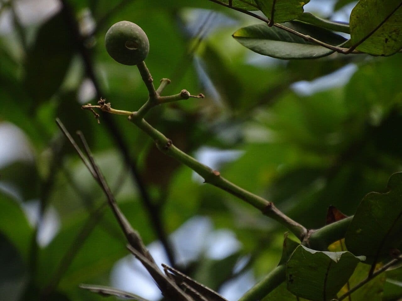 Aralienblättrige Cissus 2