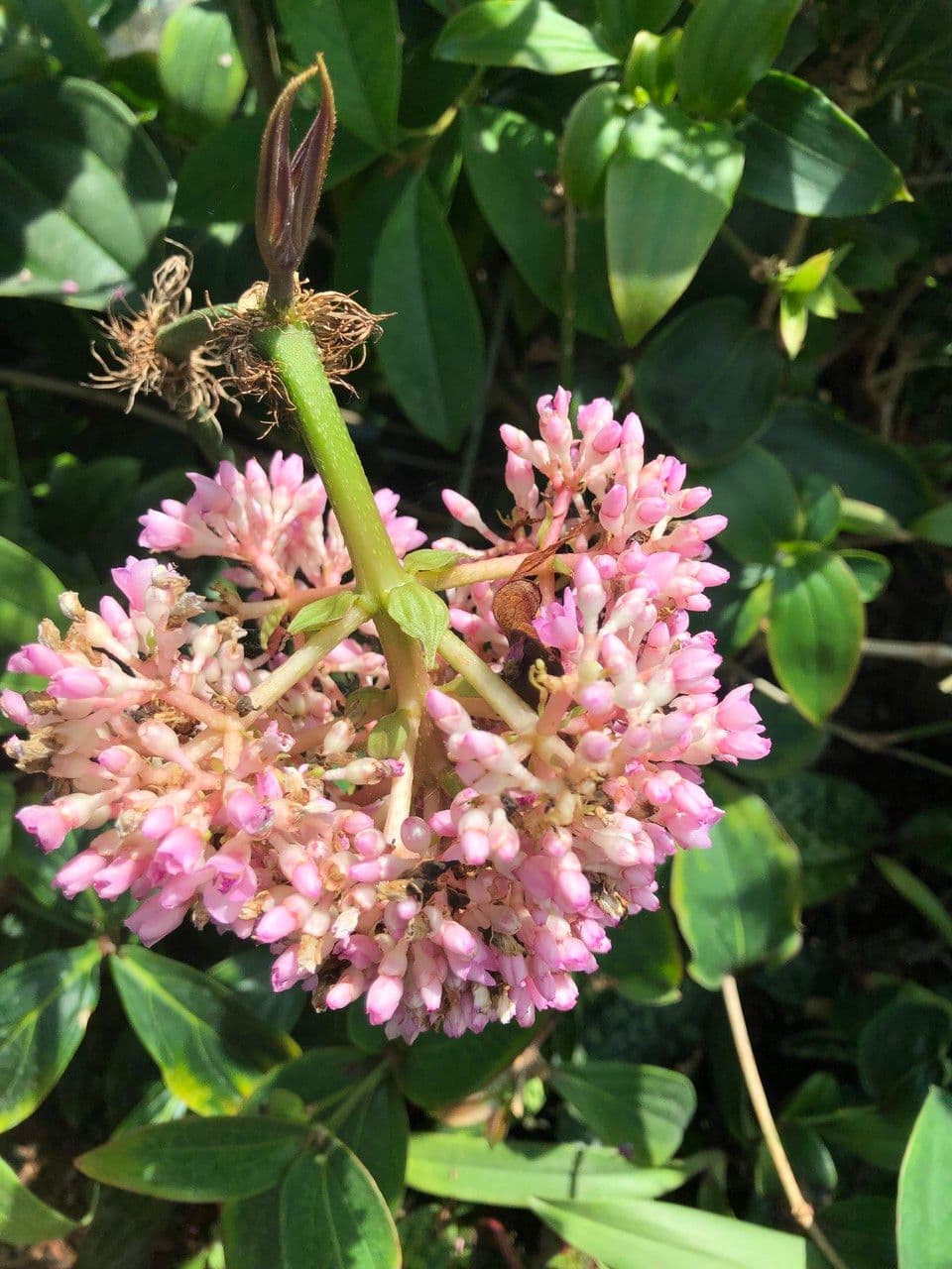 Medinilla 10