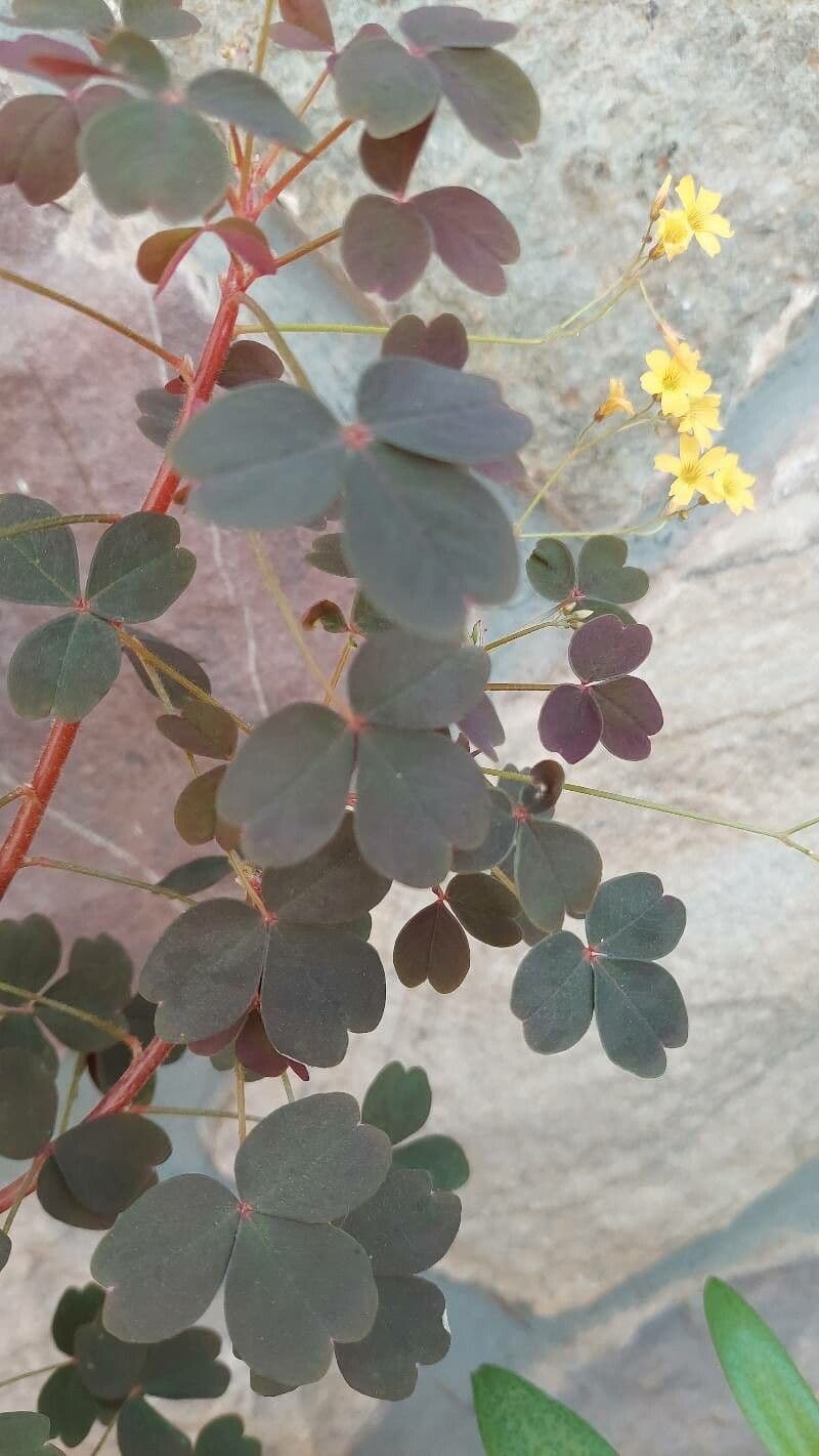 Acetosa 12